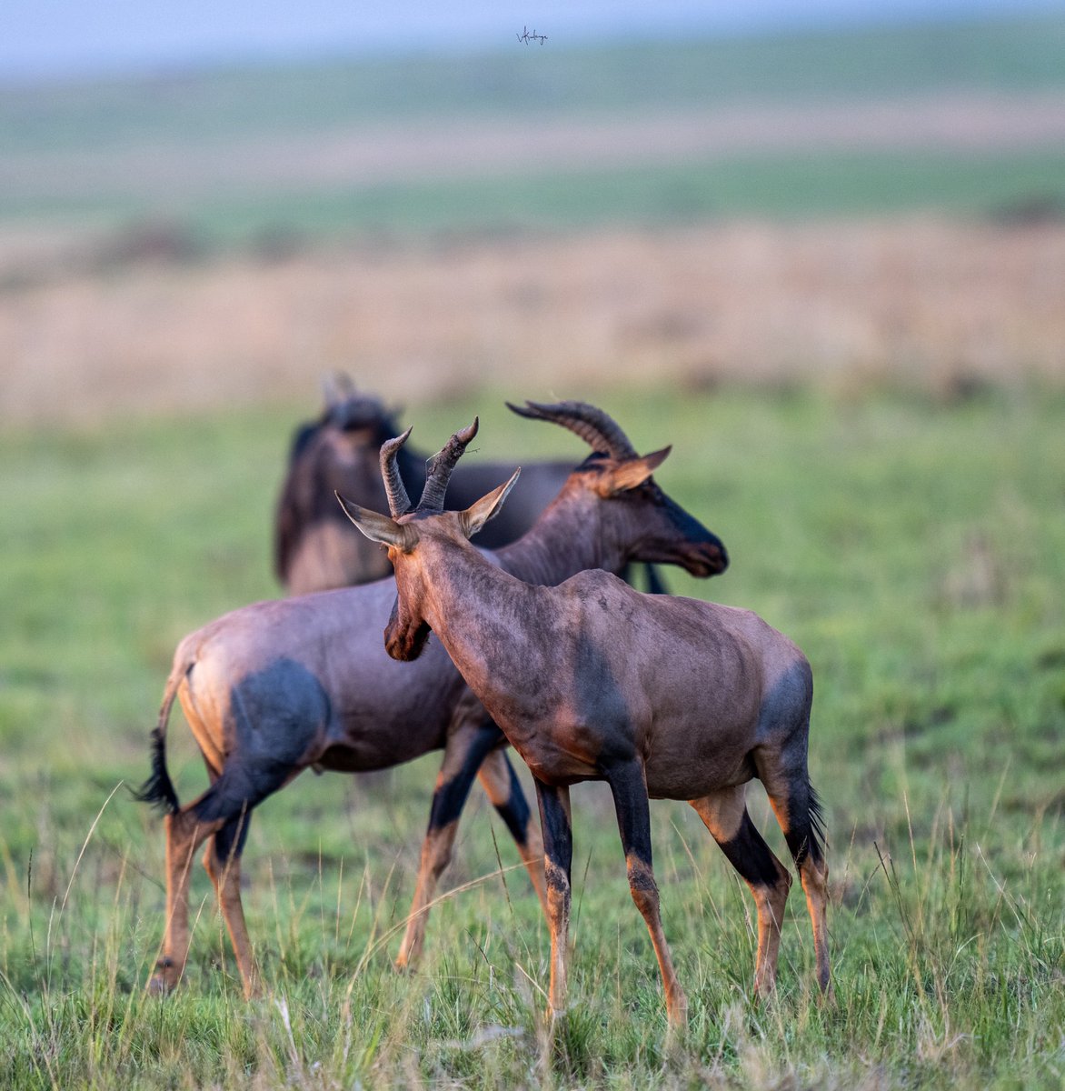 Vijaykulange's tweet image. Every creature knows that survival is not in dominance but in harmony, and all share the same agreement to let life grow together.
#morning with my clicks
@AMAZlNGNATURE