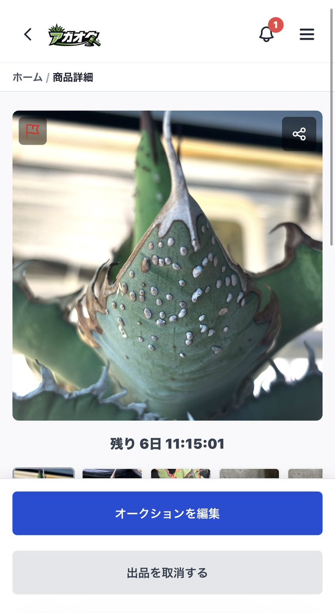 バナナ原　バナ子 tweet media