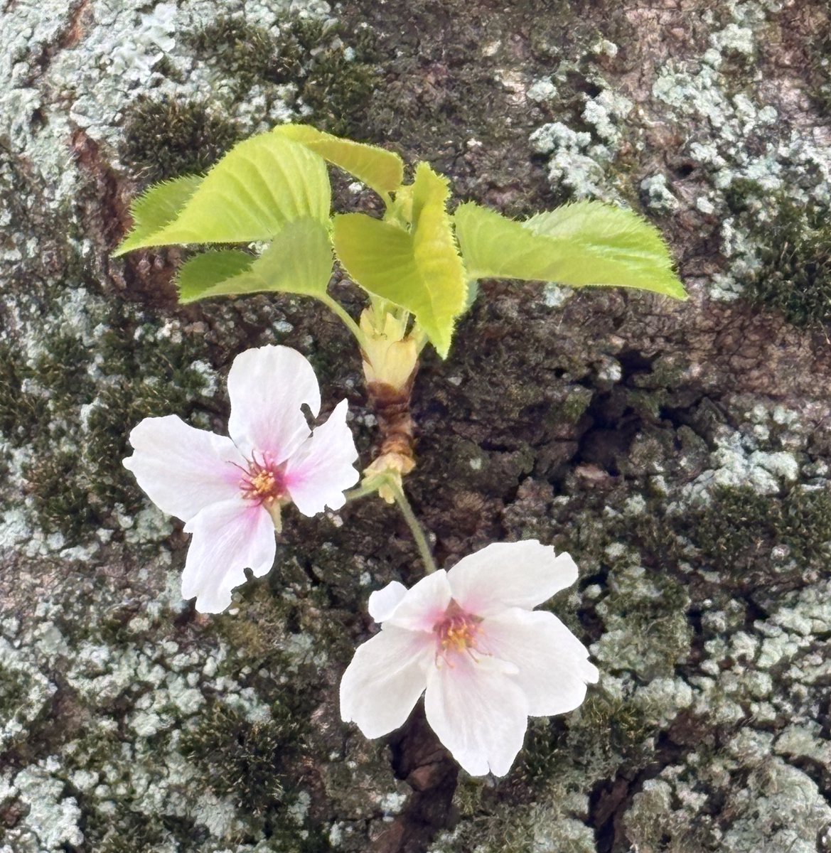 ルビー tweet media