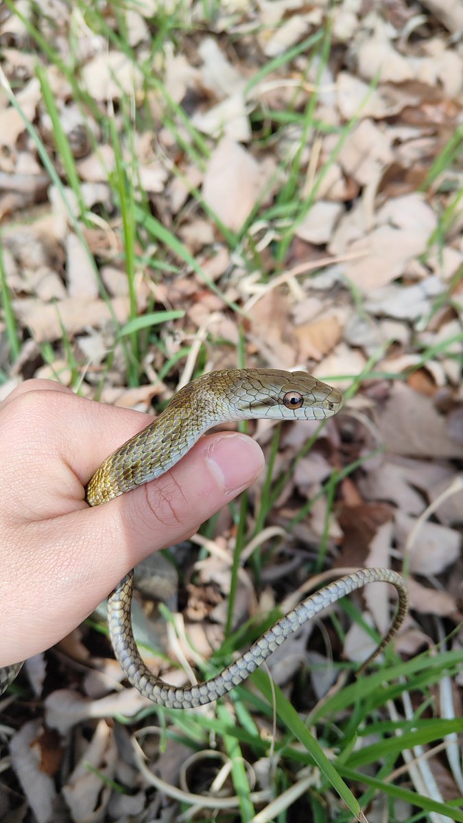 ゆゆゆ tweet media