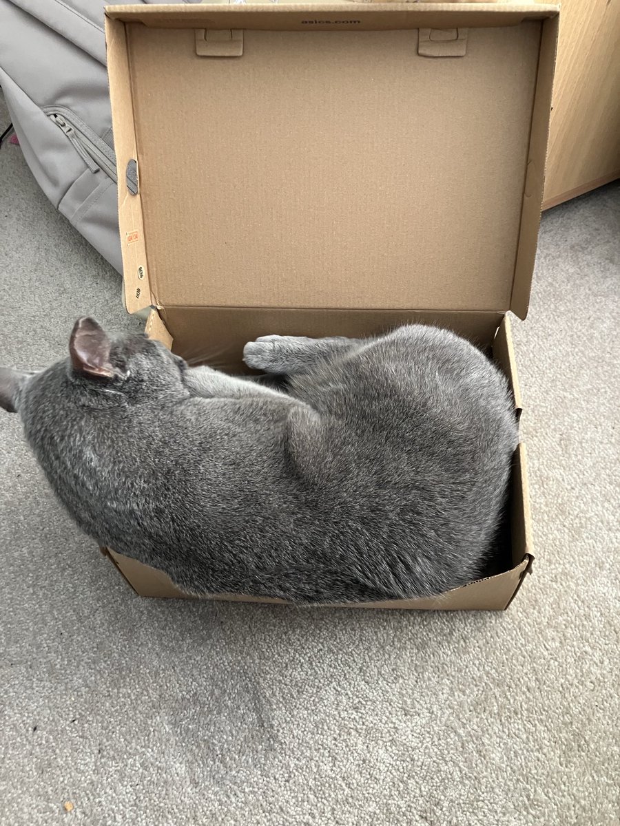 ねこうさぎ tweet media