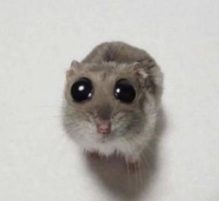 ᴅᴀɴɪᴇʟᴀ 🇲🇽🐇lvs Lou tweet media