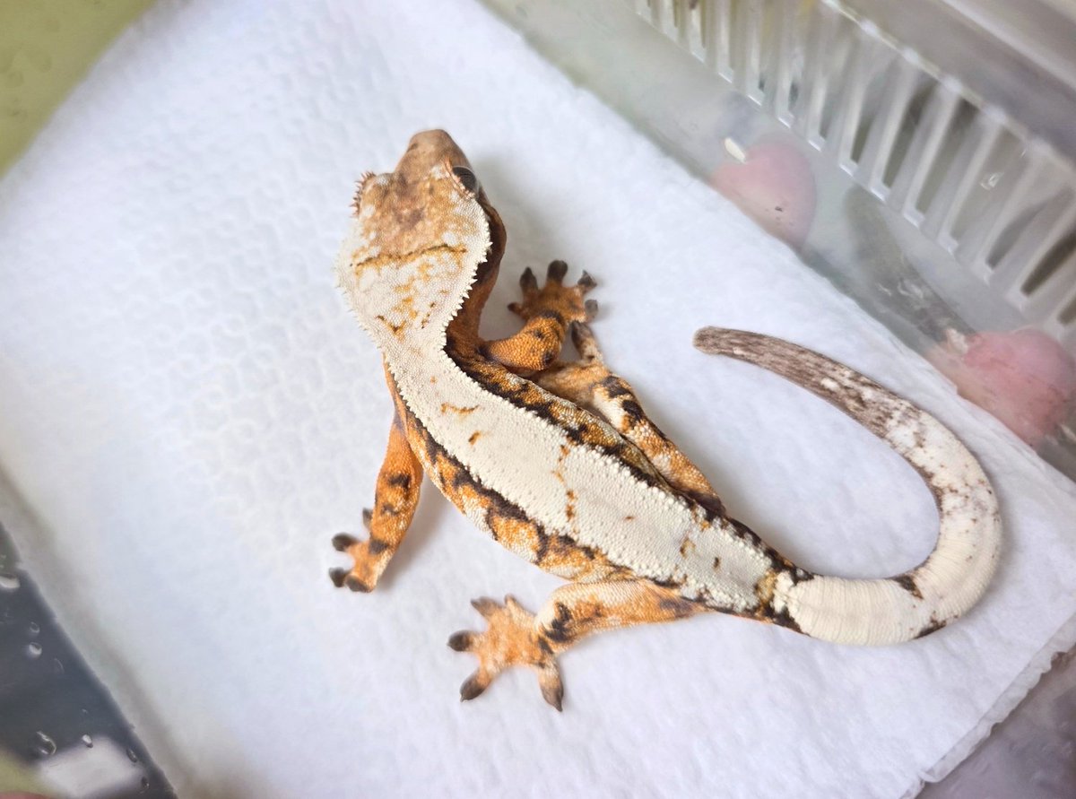 안그래도 픽서 베이비 시절 찾고있었는데 타이밍 좋게 알림창에 떠준 ㅋㅋㅋ
매우 아름답게 잘컷다고 합니다요