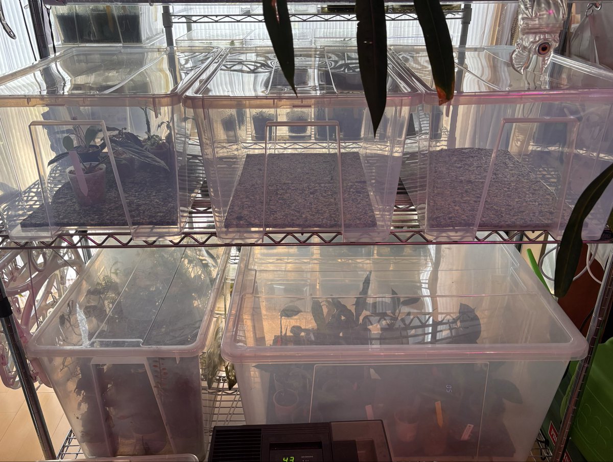 RYOKU33♂ tweet media