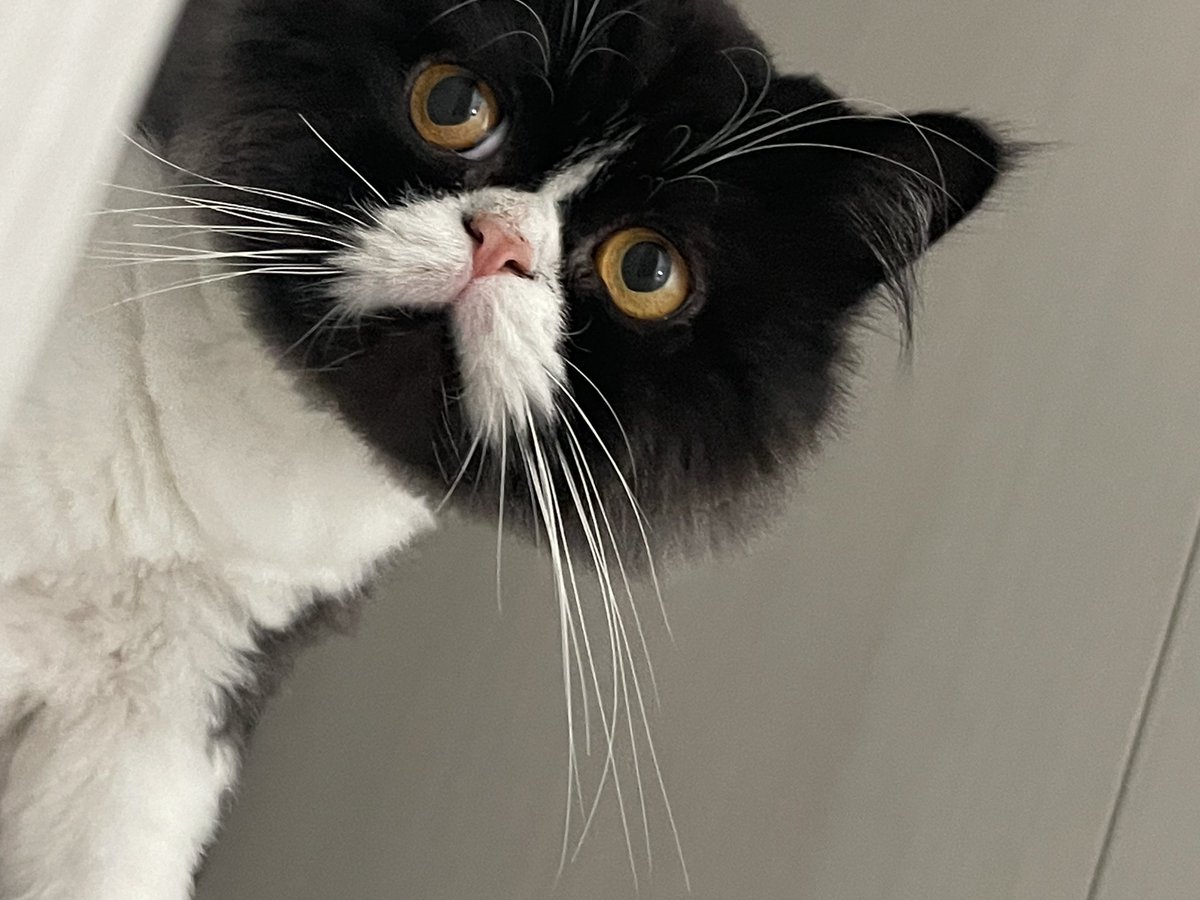 ぽ。 tweet media