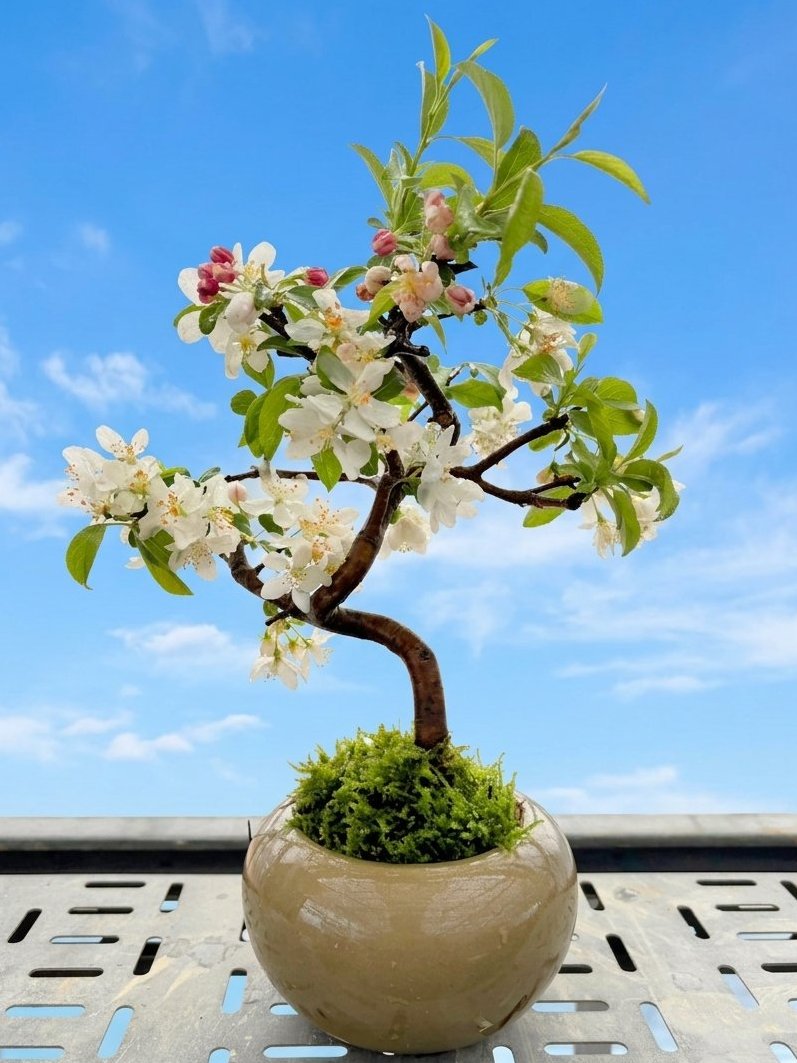 bara_BONSAI's tweet photo. BONSAI ステーキングの１１〜３０位の方らに配送完了です🚚💨

今回、桜が気温などの関係から難しかったため近しい花である「カイドウ」「姫林檎」を選びました🍎🌺

届いた方はぜひお写真あげていただければ嬉しいです📸 https://t.co/0C8pYtusFQ