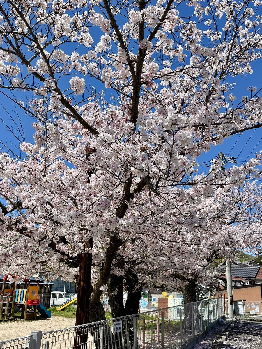 setodadolce's tweet photo. 4月になりあたたかな日が続き
生口島の桜も満開を迎えました🌸✨

新生活を始められる皆様
おめでとうございます✨

満開の桜も皆様の門出をお祝いしているようです

今週末は瀬戸田のお天気も回復の予報☀️
ぜひ遊びにいらっしゃいませんか？
お待ちしております

#桜
#しまなみドルチェ https://t.co/AqGx7vtYhc