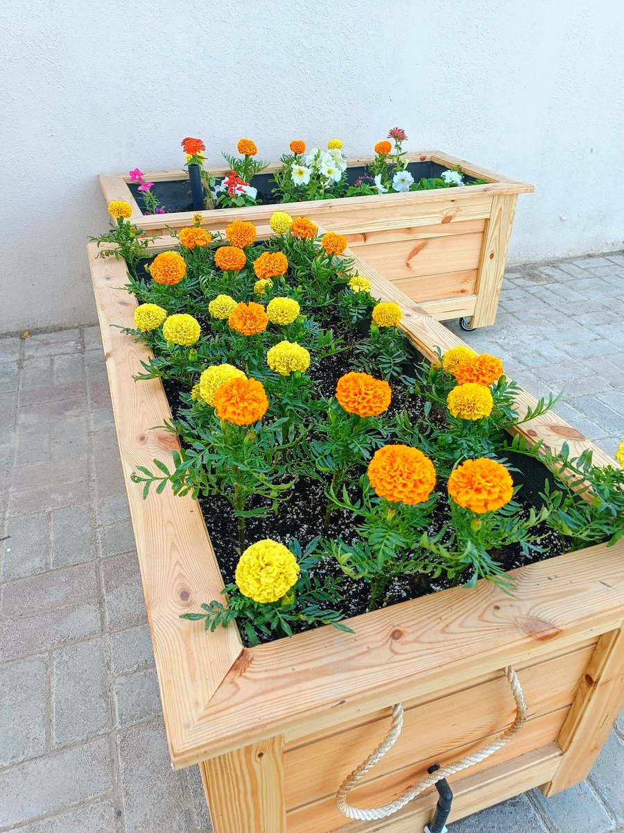 moha19168's tweet photo. الأصايص الخشبية ليست ديكور فقط 🌿
✔ تفصيل حسب المساحة
✔ شكل طبيعي أنيق
✔ باردة على الجذور
✔ نمو أفضل للنباتات
#الزراعة_المنزلية #مملكة_الزهور #الاصيص_الخشبي https://t.co/0TkBjd9EnP