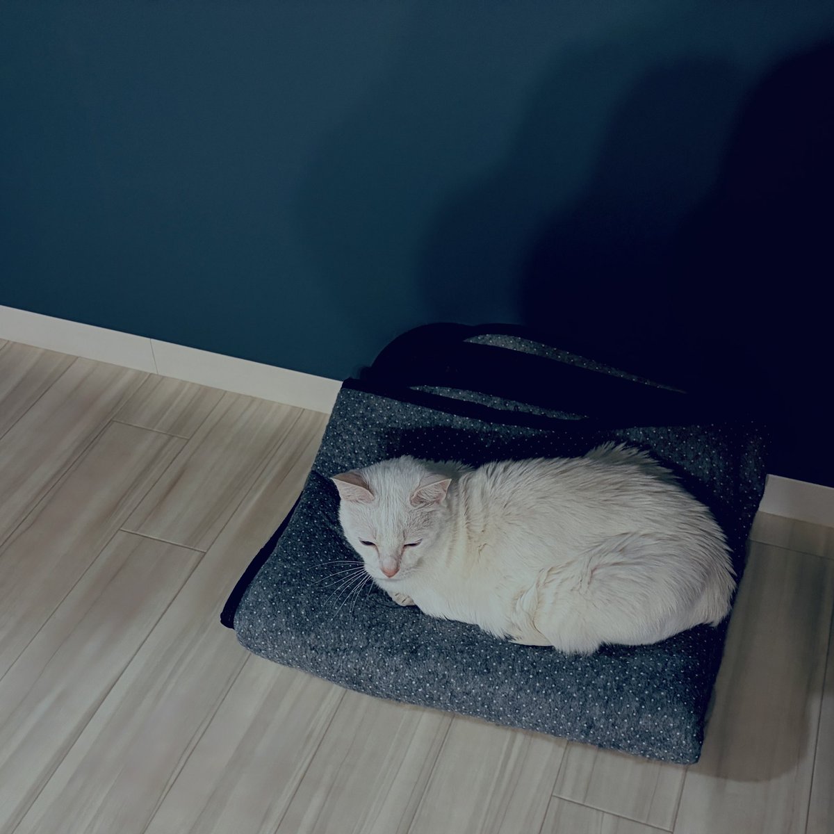 rakurui🐾 tweet media