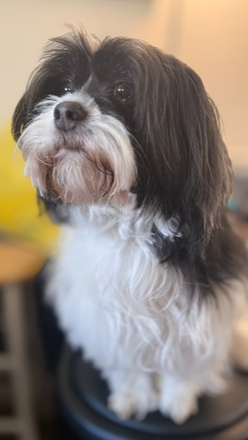 HWAHSeniorPets's tweet photo. Sam is so regal and he looks like he is ready to take off!!  A Deep Thinker this sweet BFF!!!
Any Shih Tzu people out there in lullaby land??  Sweet Dreams to ALL critter lovers.    
#ShihTzu #DogLovers #PetBFF #SweetDreams #DeepThinker https://t.co/dvMgMUC0x1