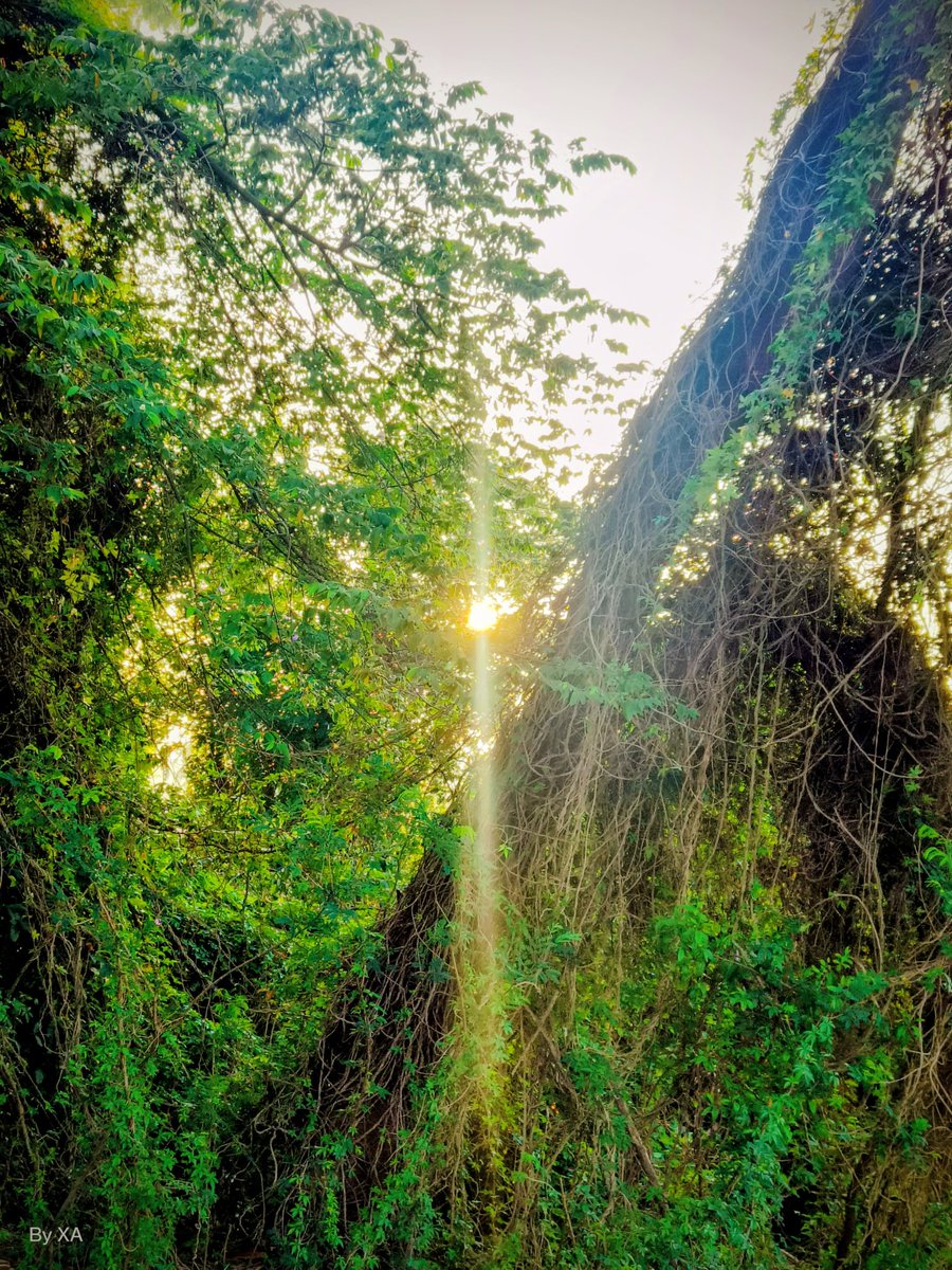 swordsnhammer's tweet photo. Just like this #Thicktrunk, our history has a lot of layers line the vines. Most of them are just us deciding what to eat! Looking for one to lean on sticking around during thick & thin ๐ Good morning ๐ #ThickTrunkThursday #Trees #Nature https://t.co/lw69mvs7Hi https://t.co/ixRQFvVgzL