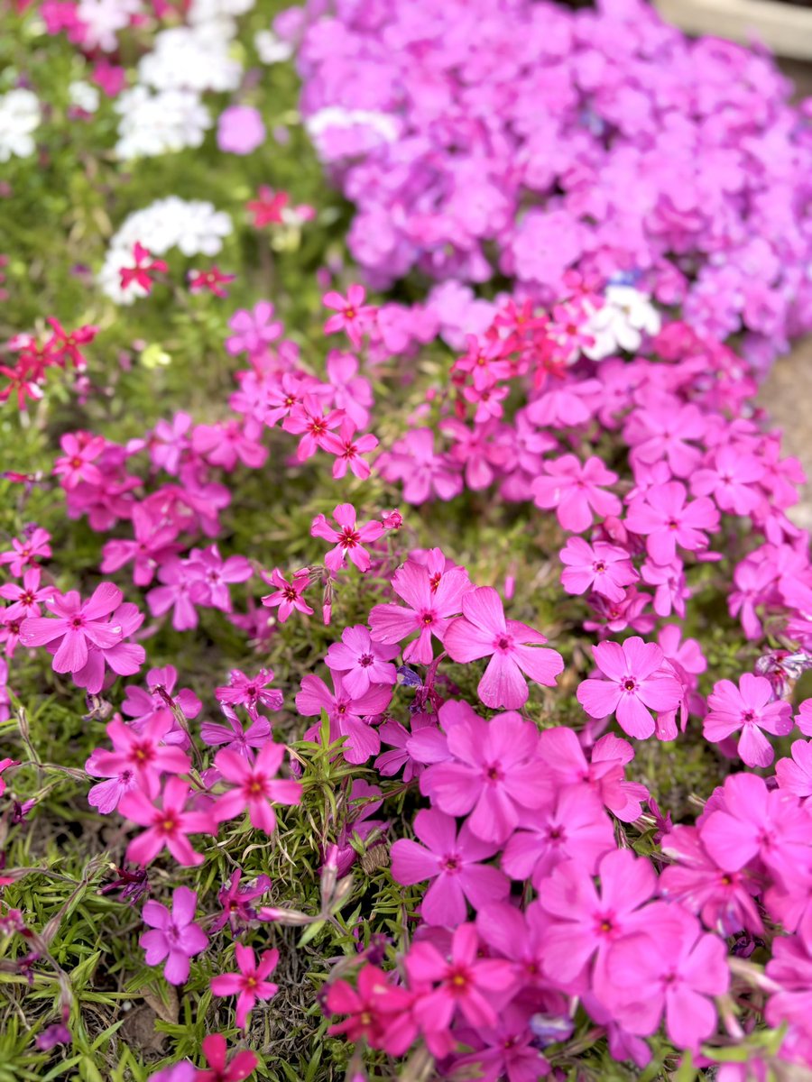 アリス(テト)@ちょこぼ tweet media