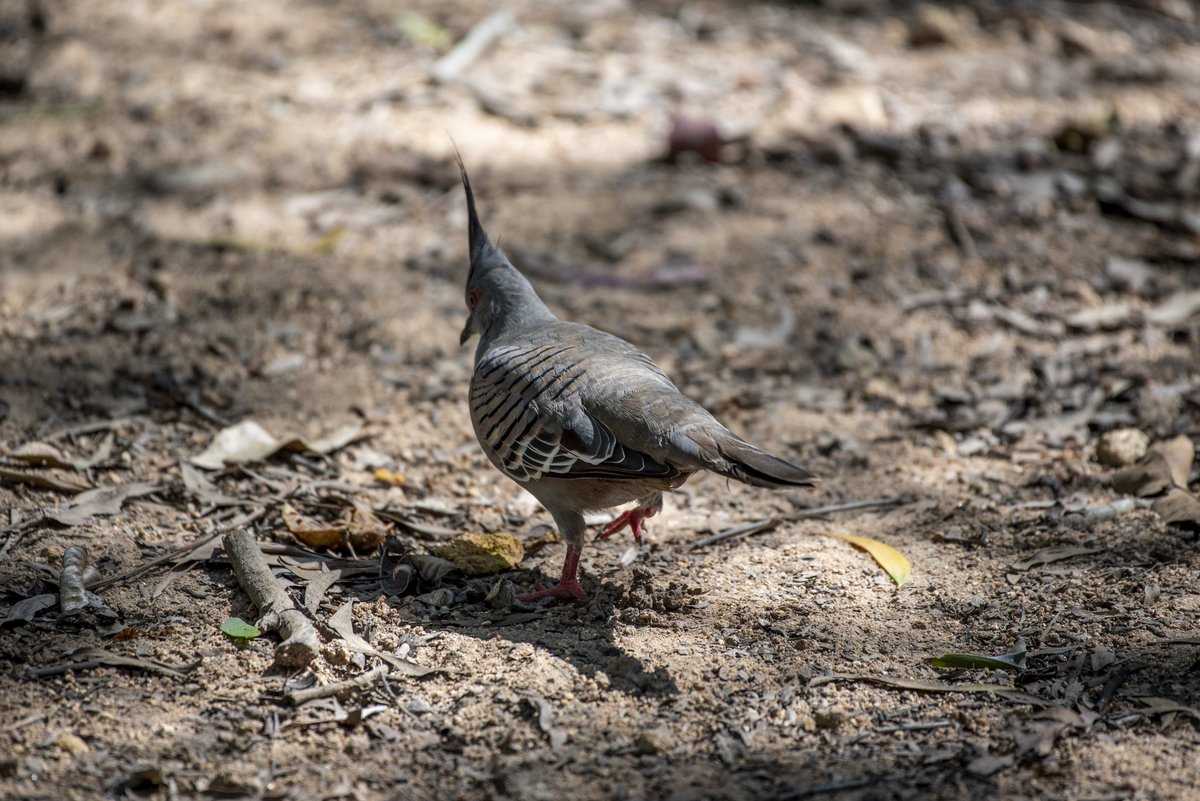 doooooks🦘 tweet media