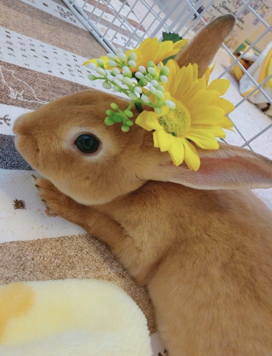🐇うサぽたみ.mꕤ tweet media