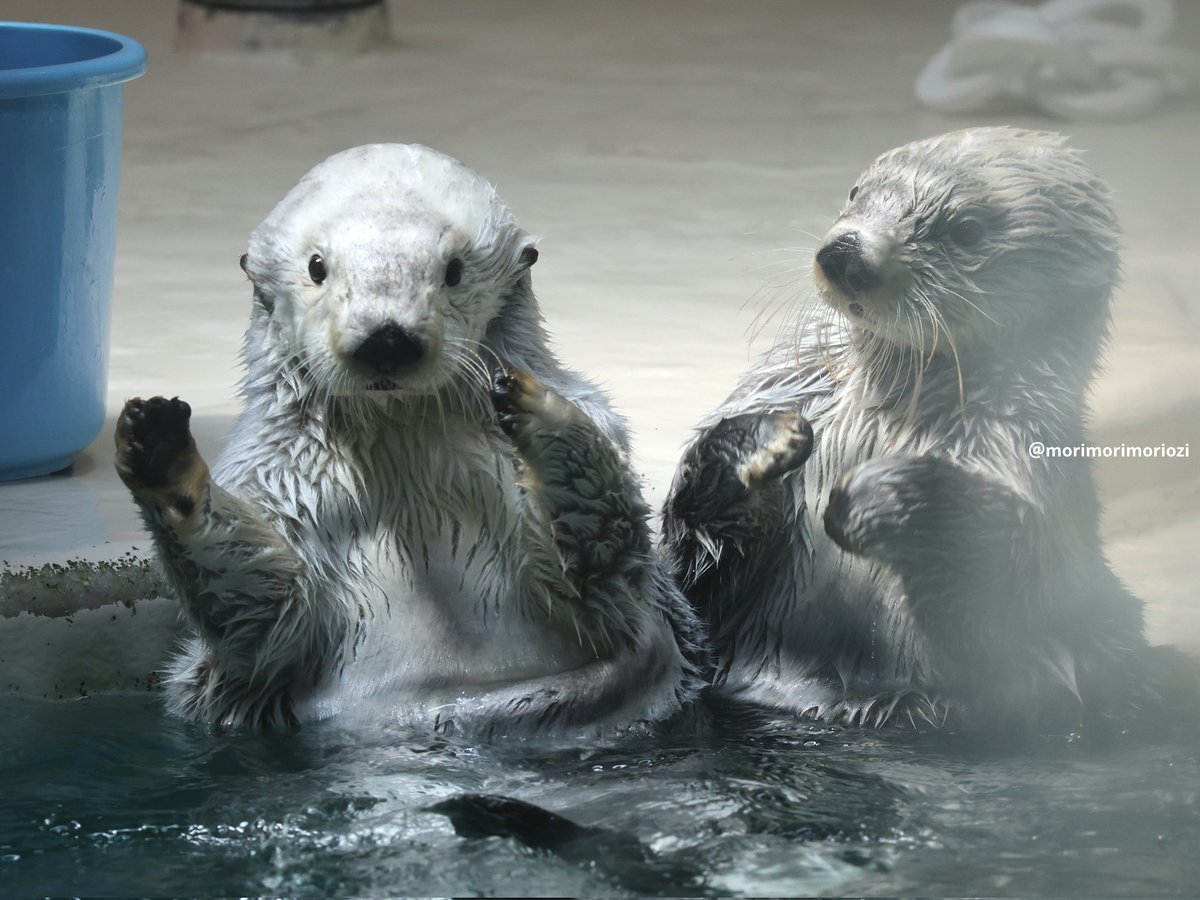 モーリシャス・オージィ tweet media