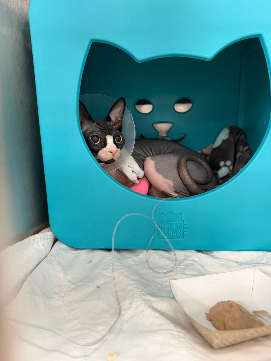 Deviled Meggs tweet media