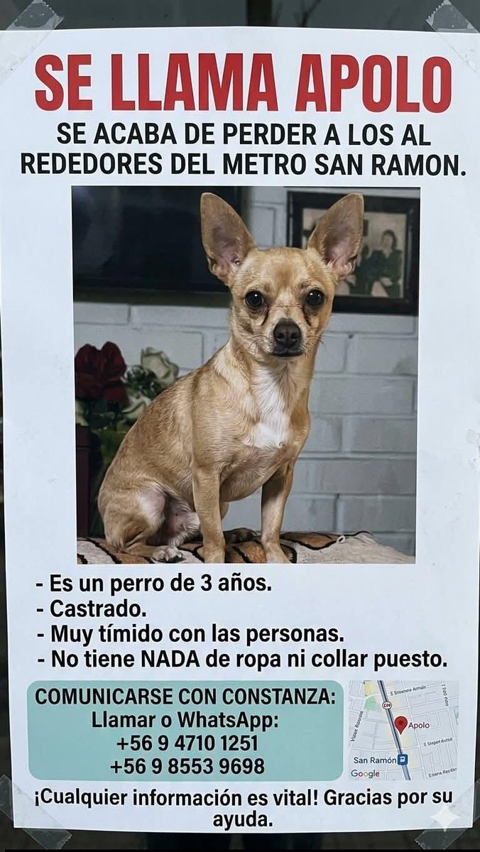 Se llama apolo. Se acaba de perder a los al rededores del metro san ramon pero fue visto por la cisterna. Anda sin su ropita y sin collar, tiene 3 años castrado y muy tímido con las personas. Tiene chip en caso de encontrarlo  +56947101251.
Estan muy preocupados y afligidos