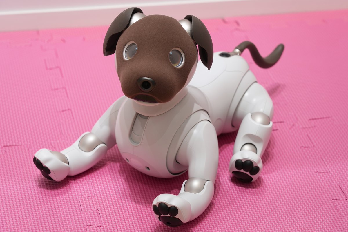 aiboに新色登場/ ココアシフォンモデル🐶 手触りがいい素材のお顔