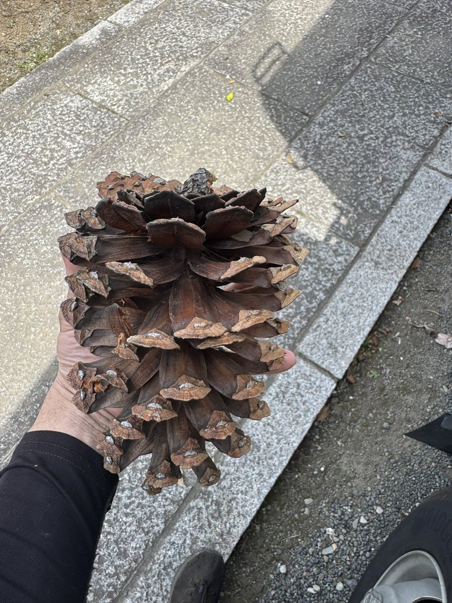 かいがら tweet media