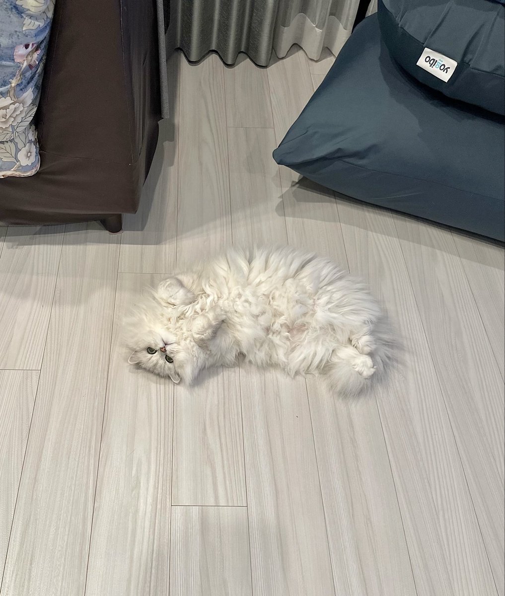 ふわも tweet media