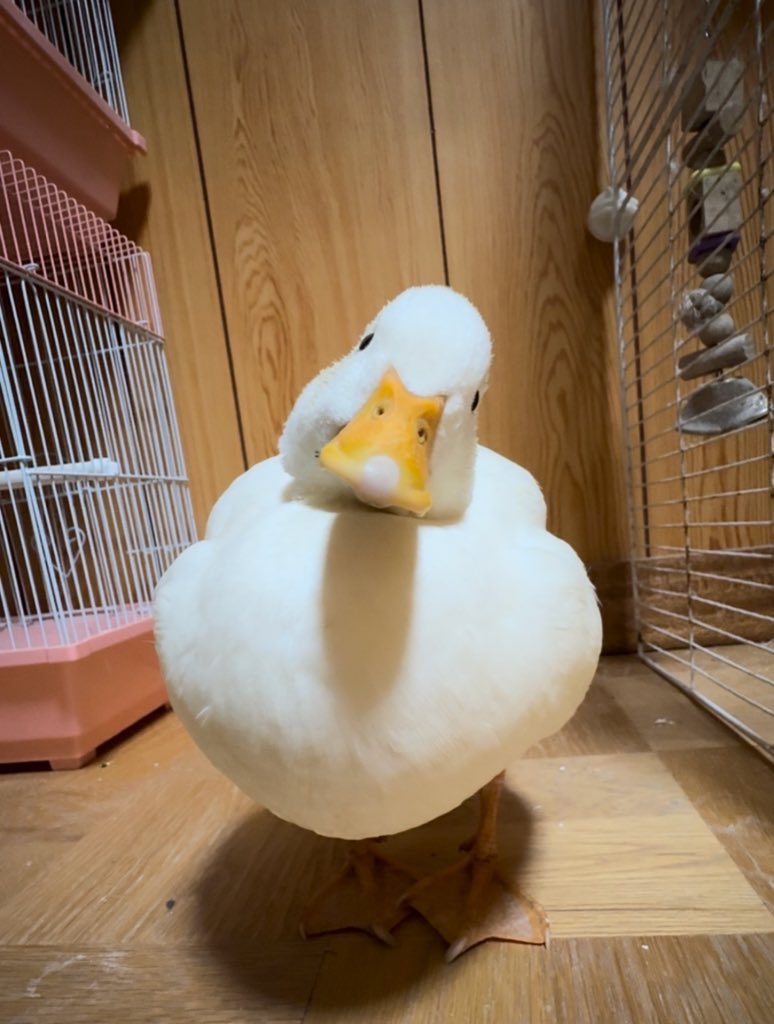 北のぴーちゃんfarm tweet media