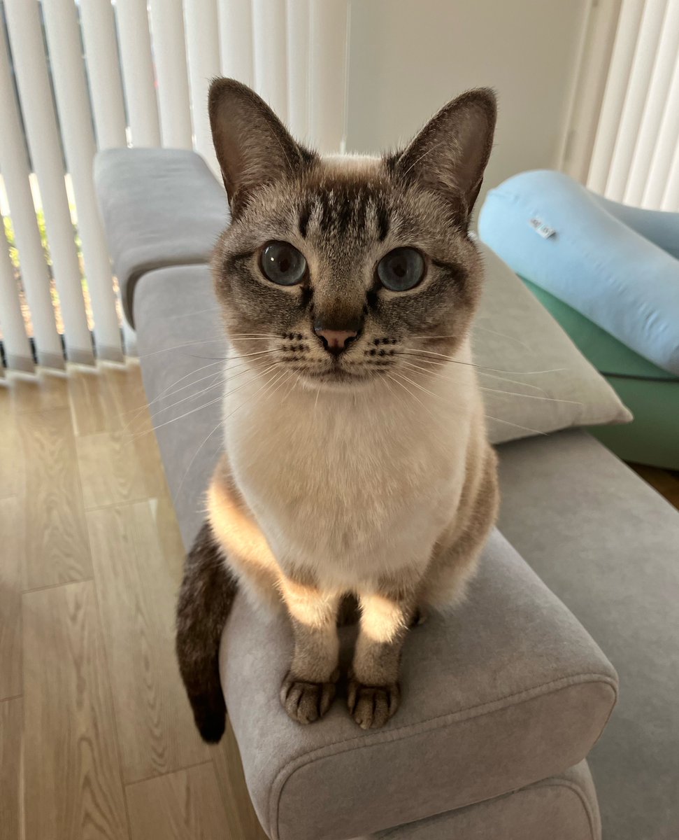 昼休みのねこ tweet media