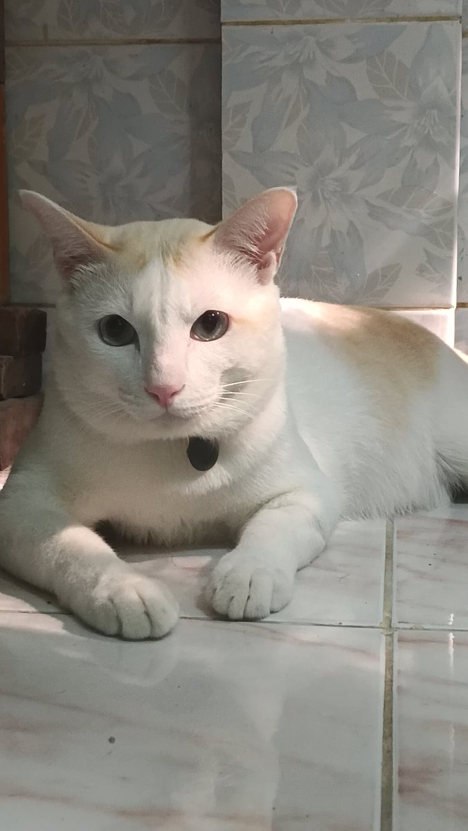 みんとじゃむ🩶💜🐻‍❄️🐰🐣✨ tweet media