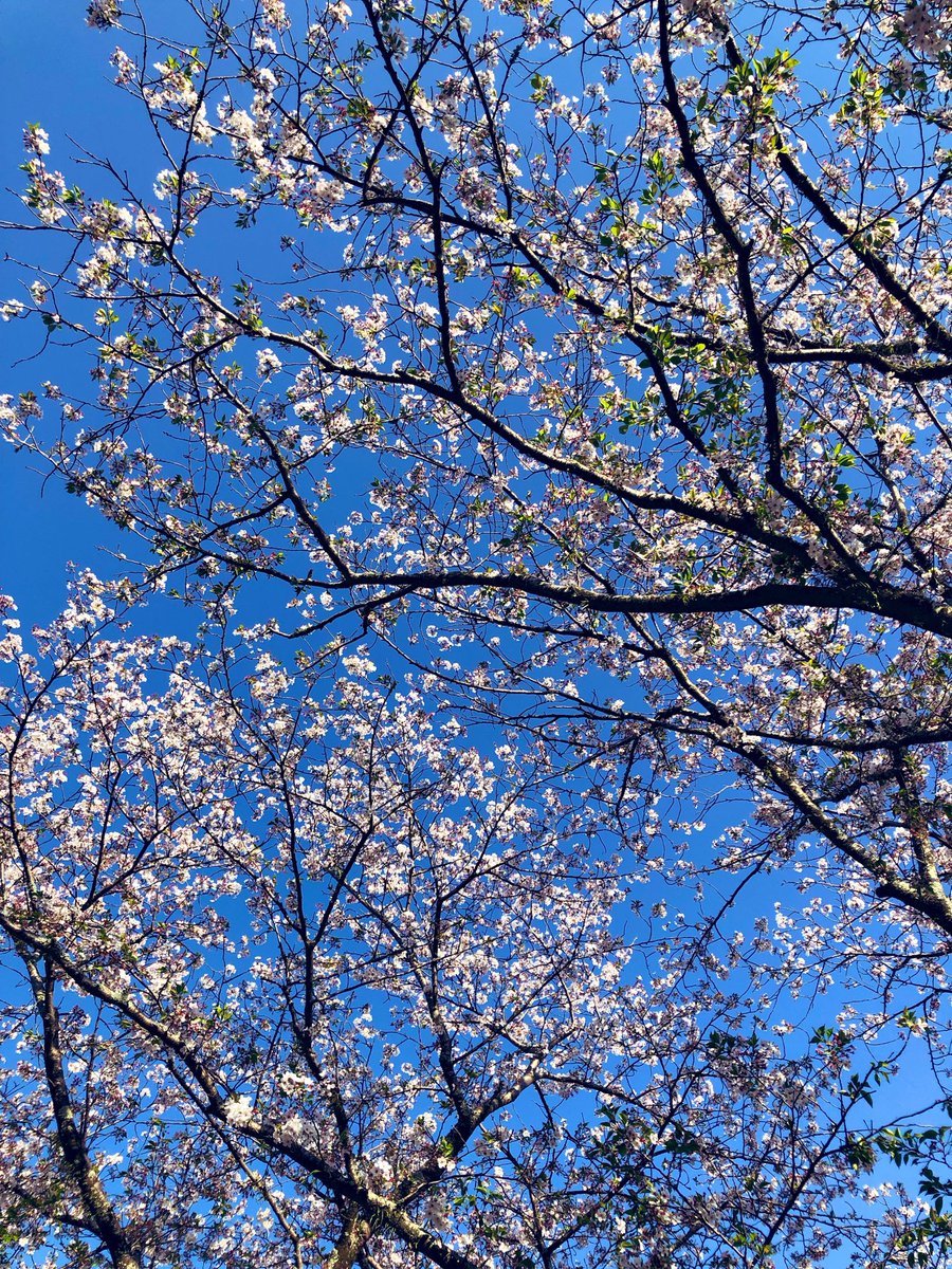 友人のお家へ向かう道中の、桜。この後の雨で…残る花弁の多くは散ってしまうかも知れない。そして、伸びた枝先は…若葉色に包まれてゆく。この時季…未だに夜は炬燵が恋しくなり、日中は上着を携えて歩き、朝は”春眠暁を覚えず”なまま体を起こす。季節も人も、行きつ戻りつしながら…未来を望む。#桜