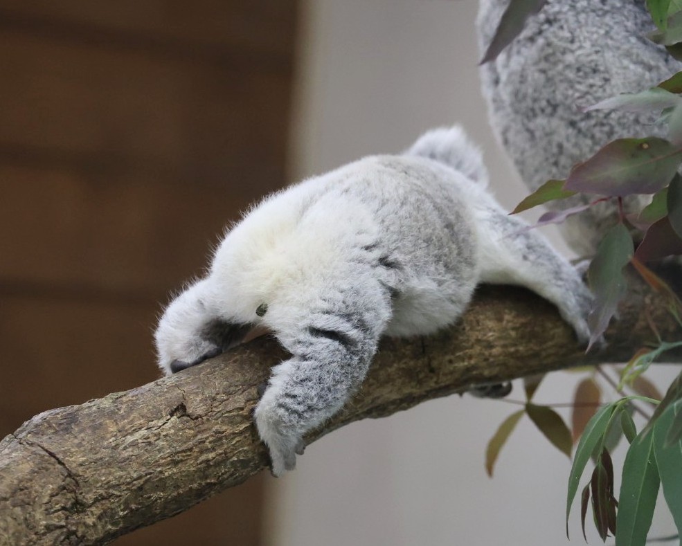 やまこじ tweet media