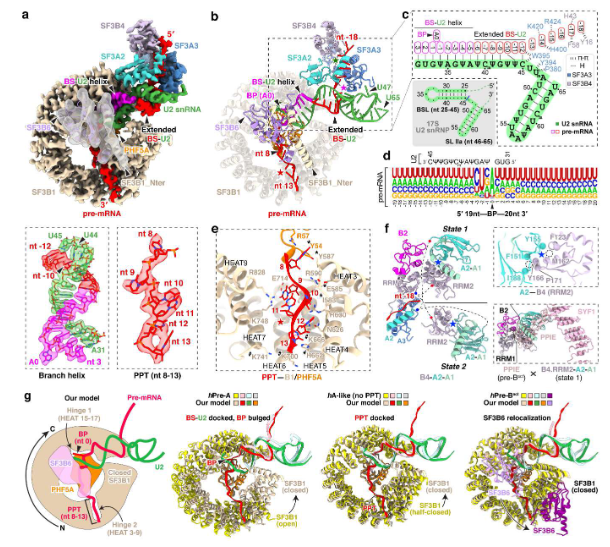 Waggoner Lab tweet media