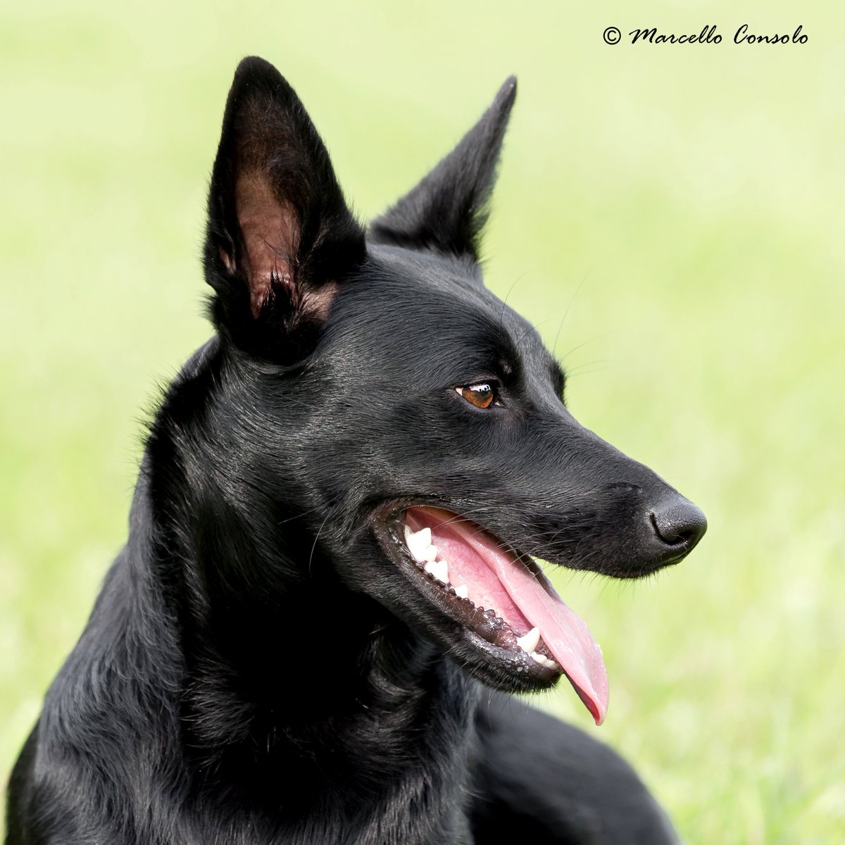 Captivating Canines tweet media