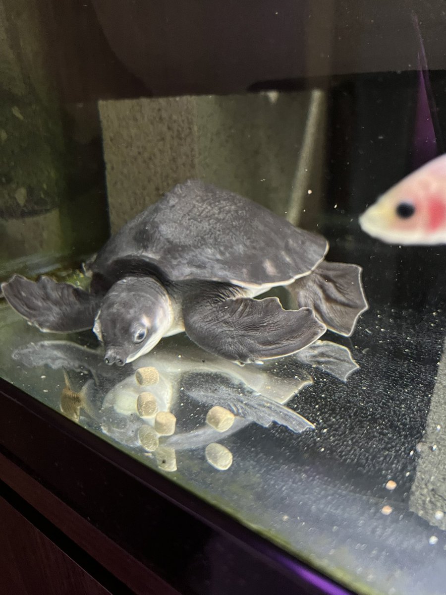 カメとどまることを知らずビッグになる
いっぱいお食べ