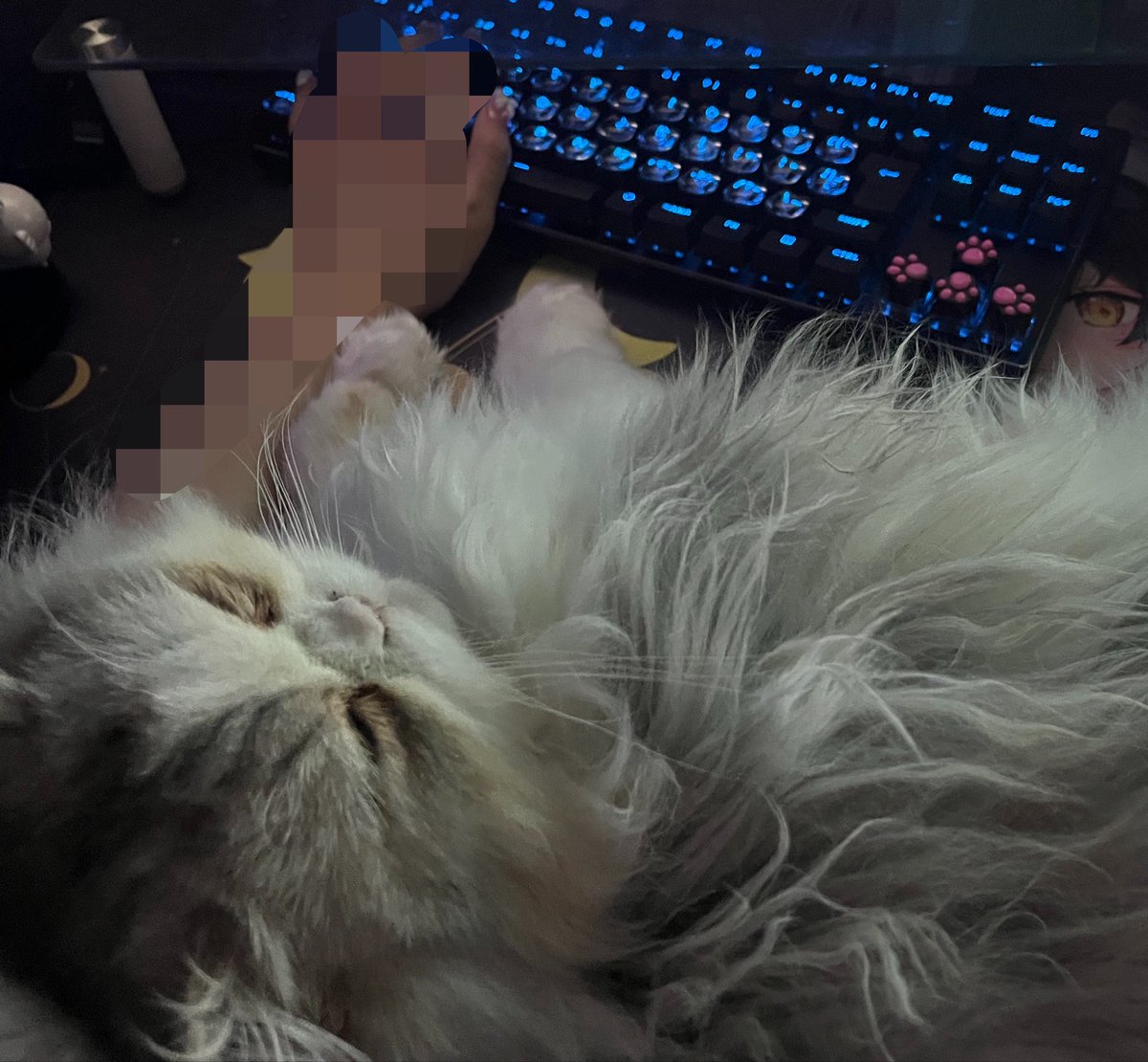 あにょ tweet media