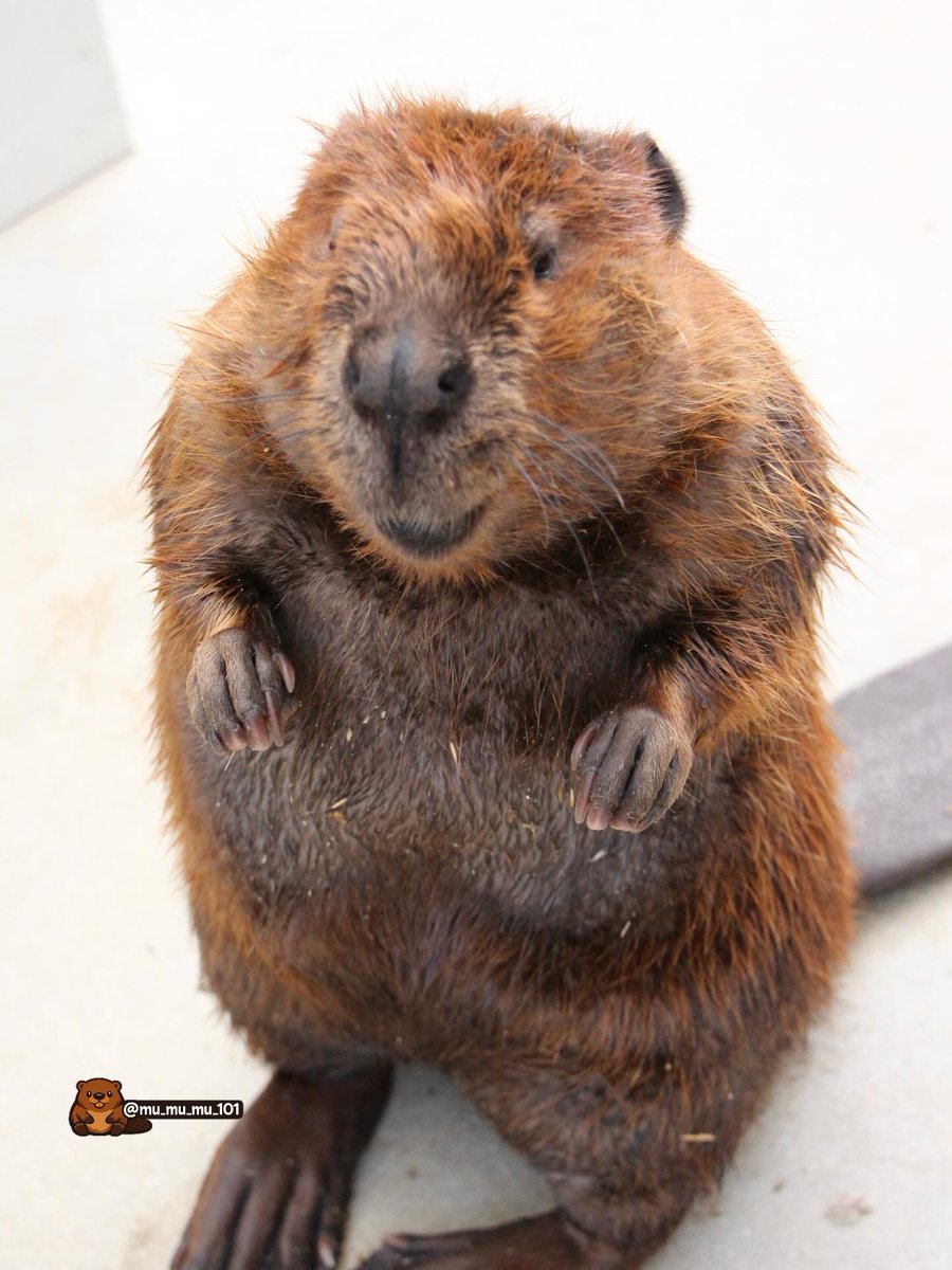 むーむーむー🍠 tweet media