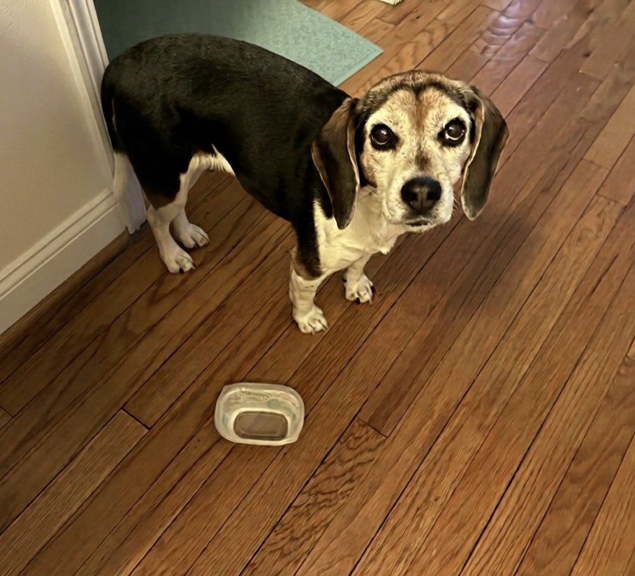 Lola Every Day tweet media