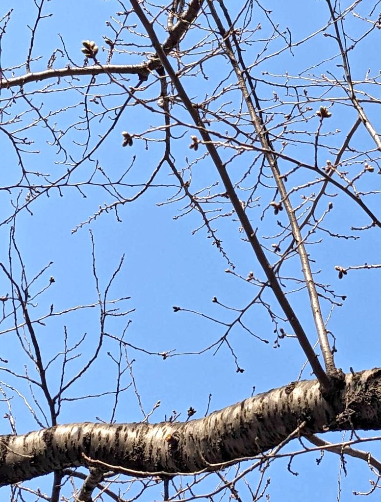 かっか tweet media