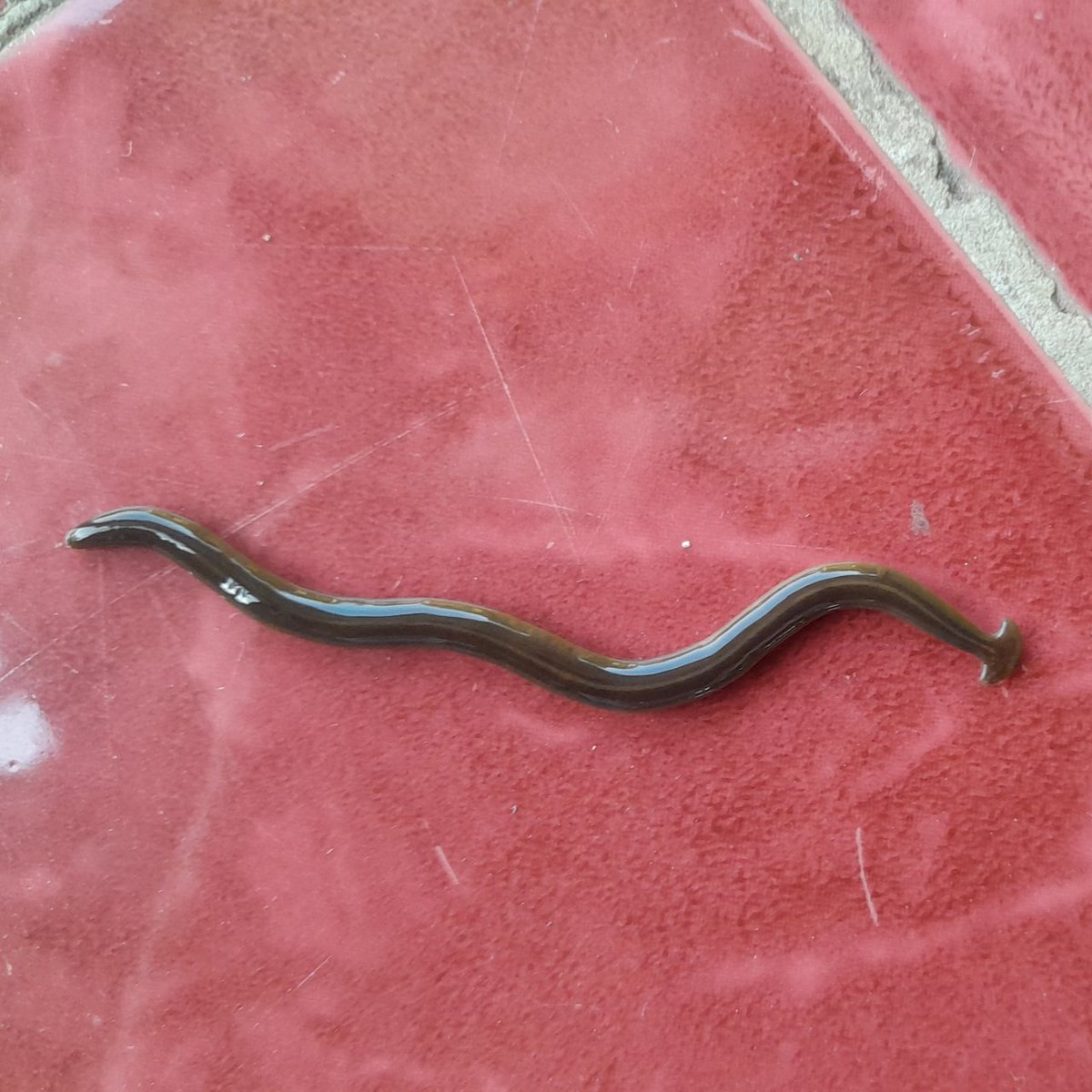 VVIREZD ☢️⚡️ tweet media