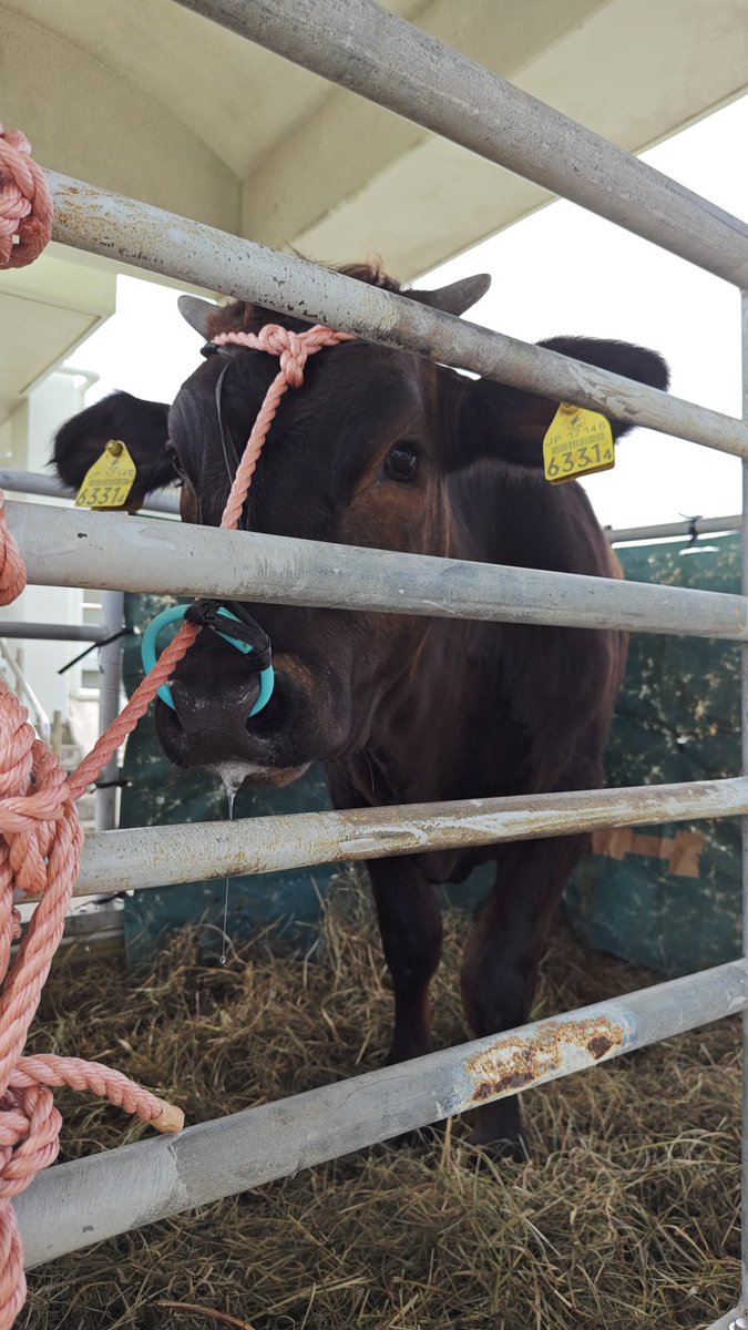 みたらし⏫ tweet media