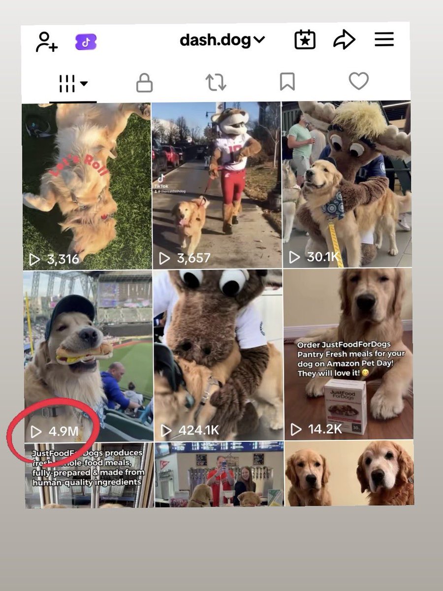 I put the paw in pawpular 🐾
