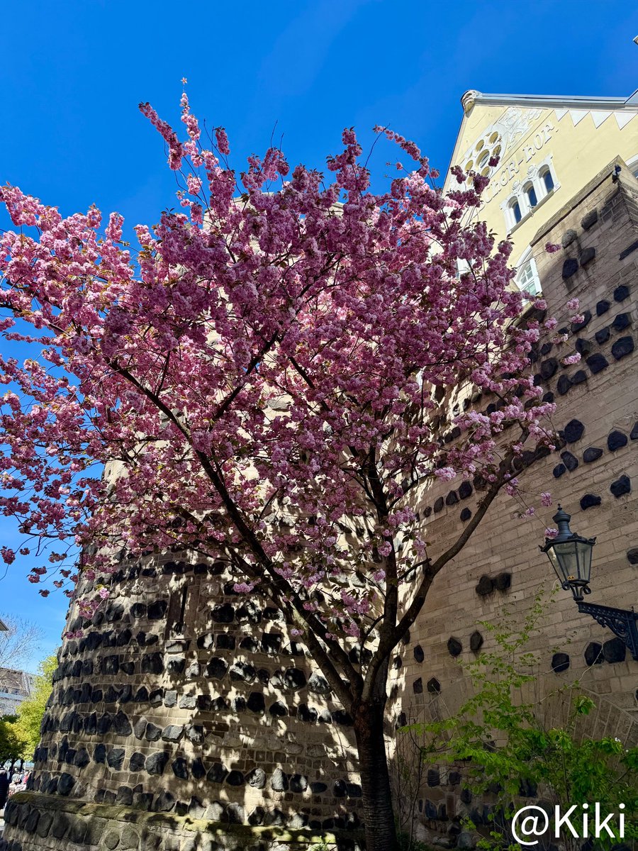 🩷 Kirsten   tweet media