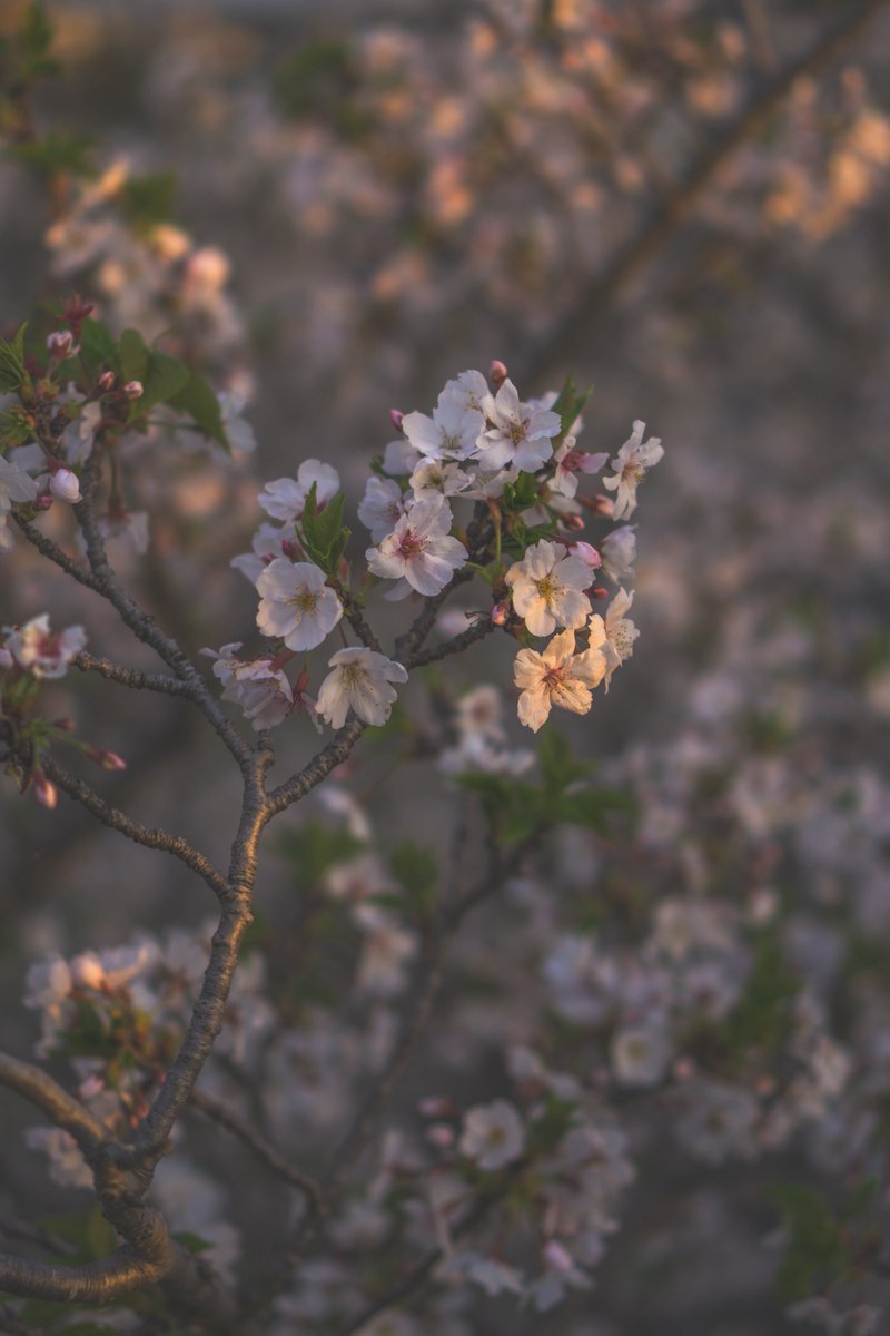 ramiiiii1012's tweet photo. α6000を借りてるんだけど
これがまた綺麗に写ること🌸
初めてのSONYに感動📸
いつもと違うカメラってワクワクする😊
#RAMIIIIIpic #ラミピク https://t.co/KX5JWK6TNU