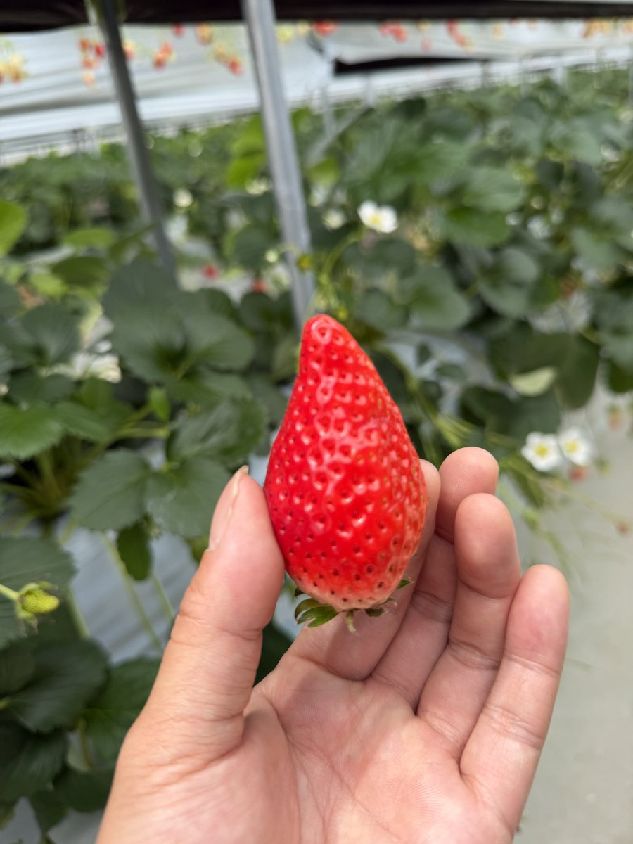 𝘤𝘦𝘭𝘭𝘦𝘳 / ボカロP tweet media