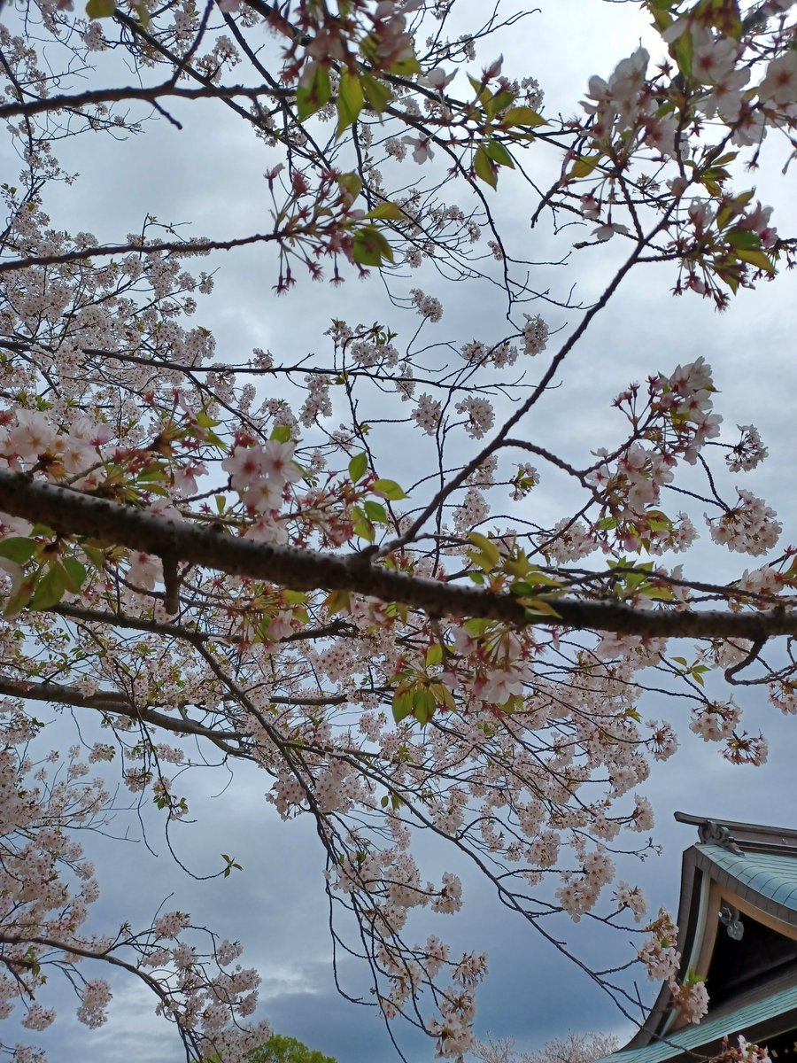 藤島 武士 tweet media