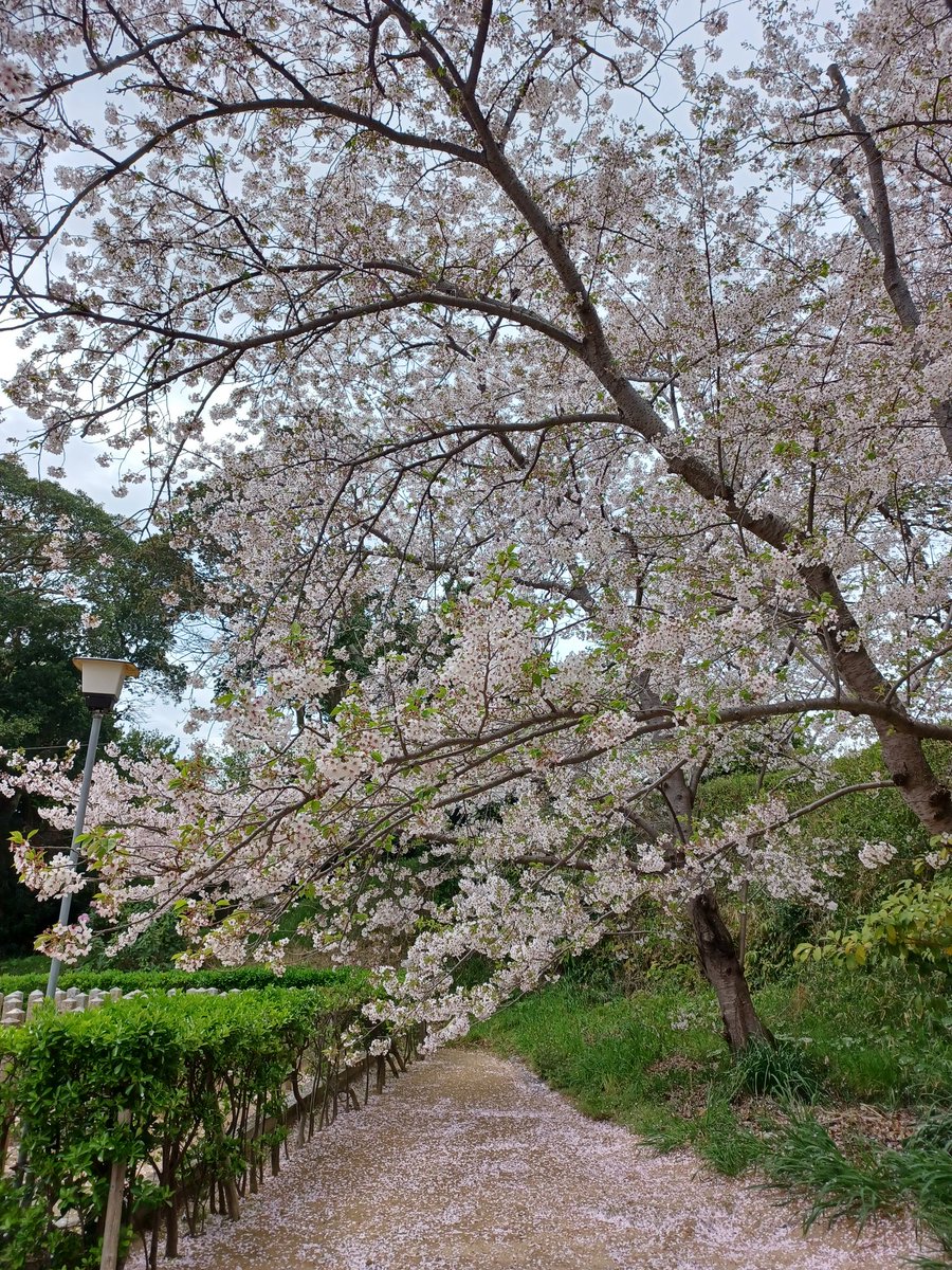 藤島 武士 tweet media