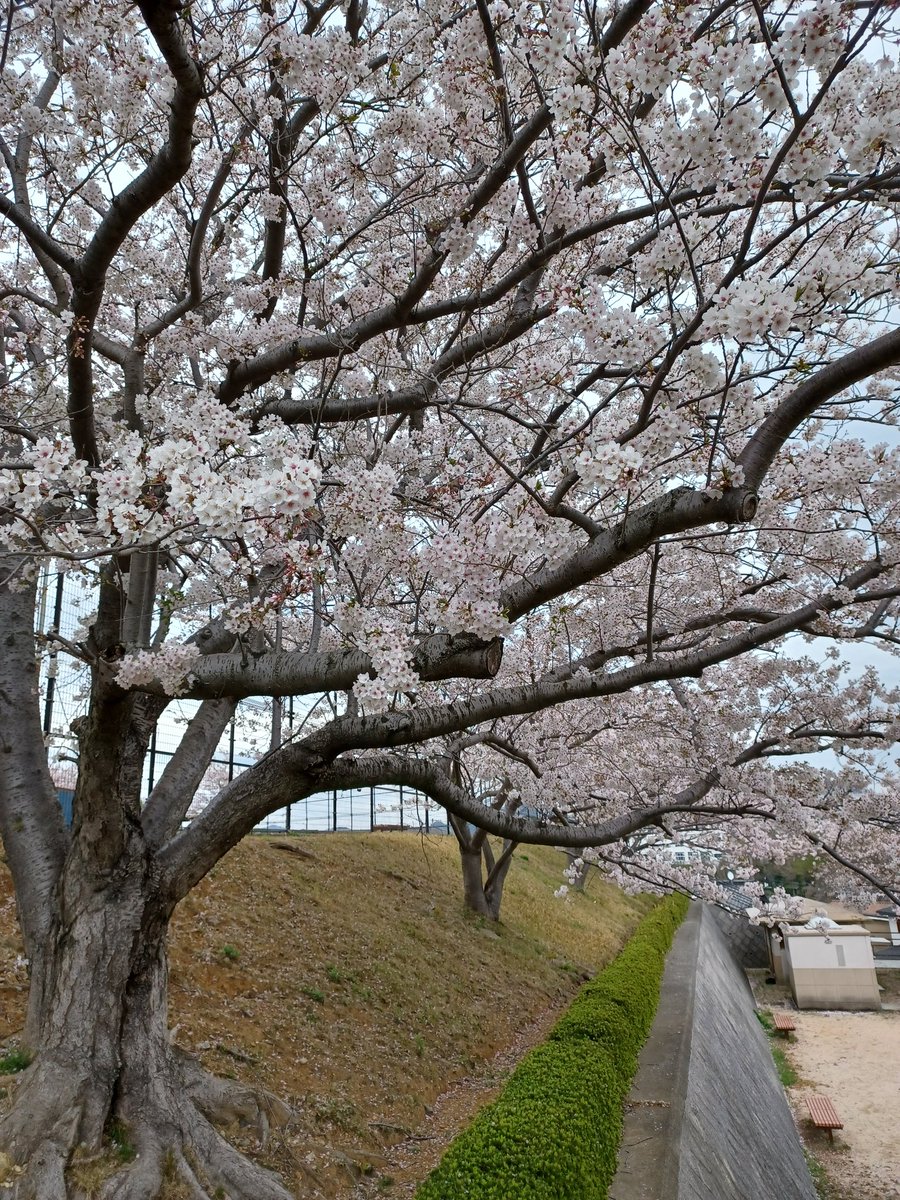 藤島 武士 tweet media