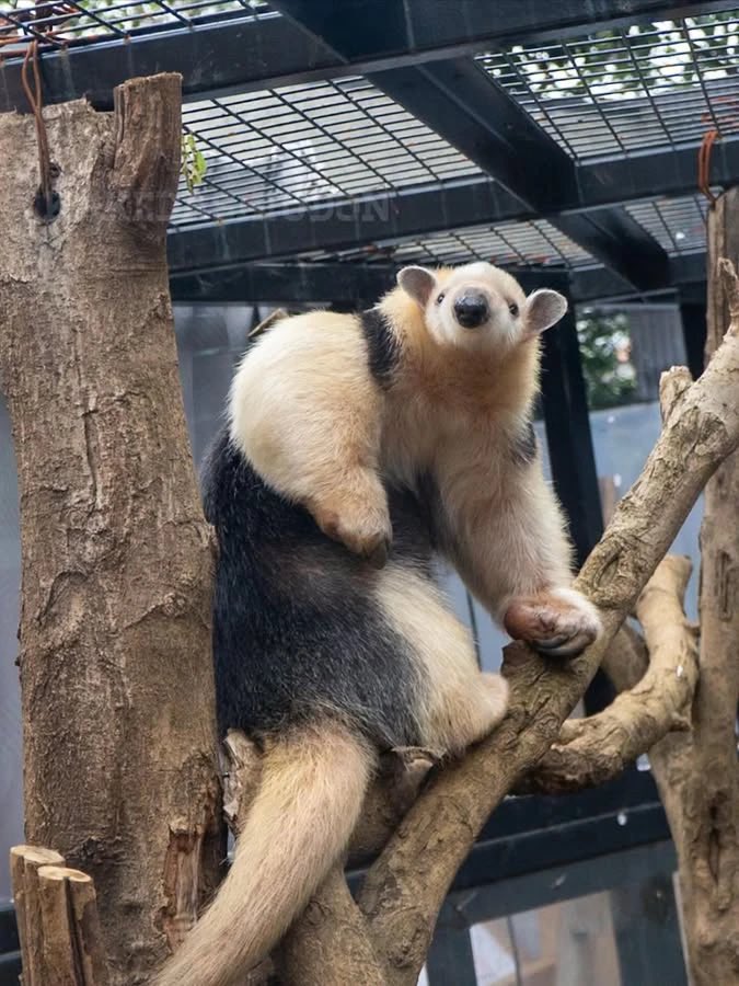 ミナミコアリクイの正面顔ファンクラブのみなさんお待たせしました
少し画質が悪くて恐縮ですが

📷20260405 #野毛山動物園 #ミナミコアリクイ