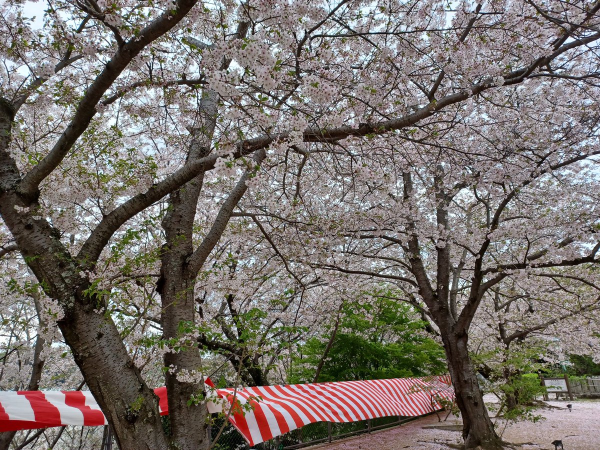 藤島 武士 tweet media