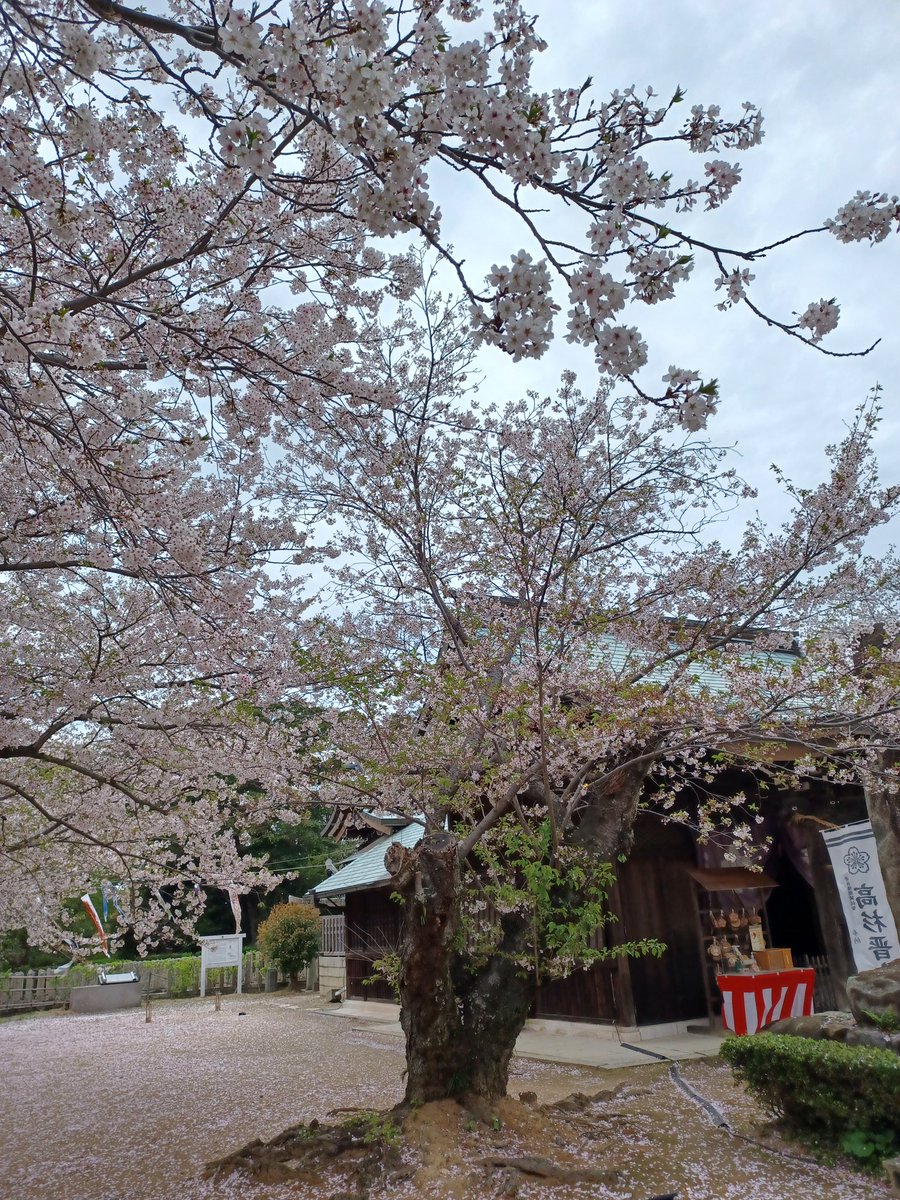 藤島 武士 tweet media