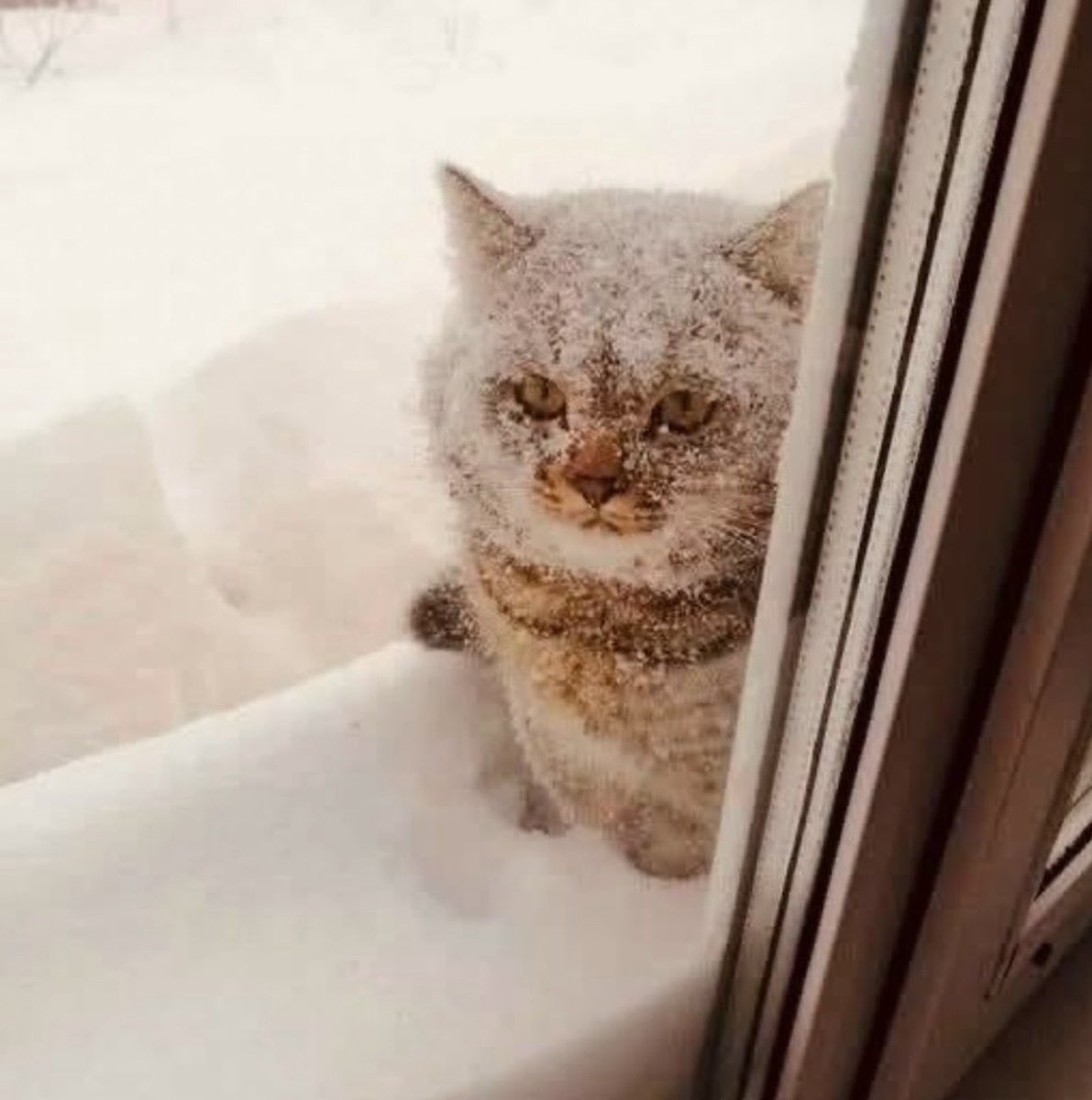 佐々木利久 tweet media