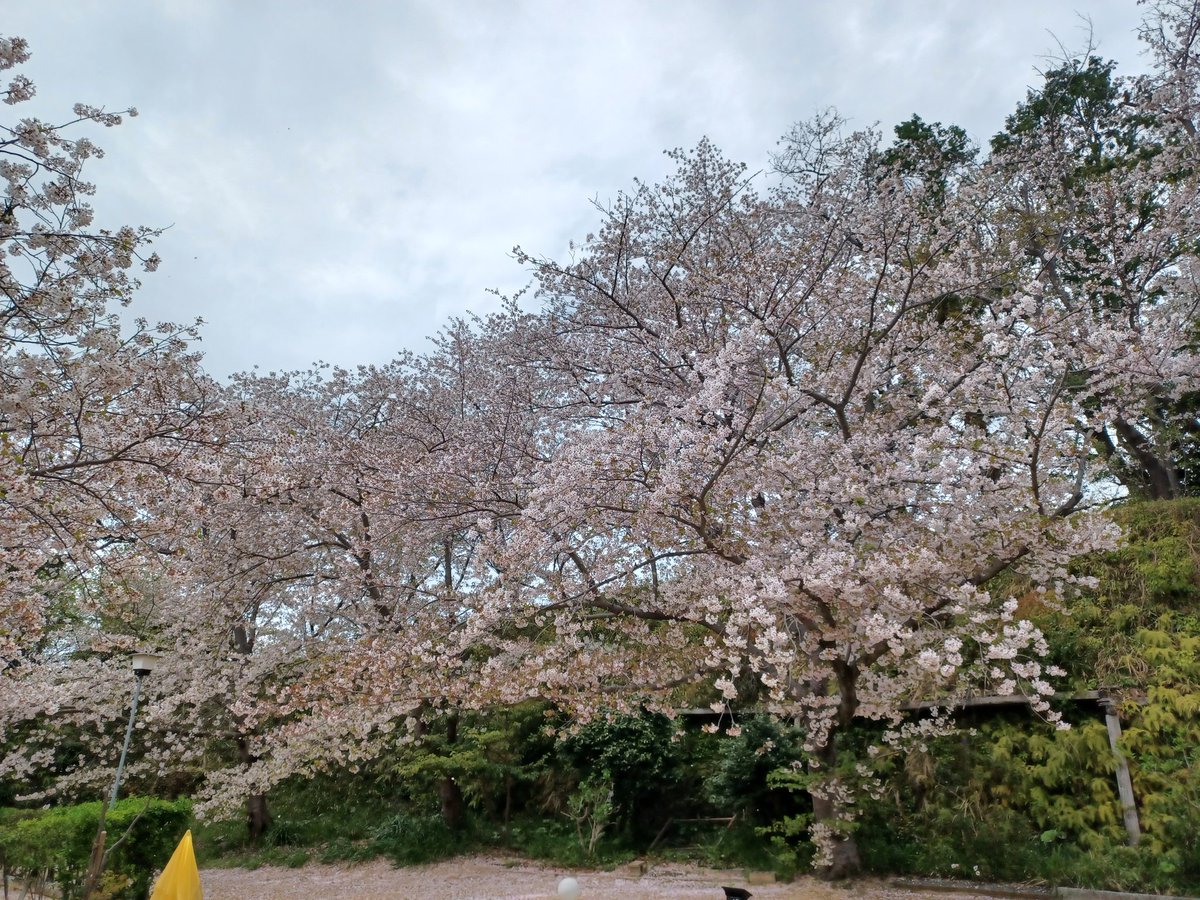 藤島 武士 tweet media